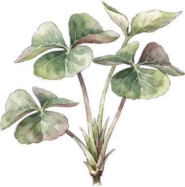 Oca (New Zealand Yam)