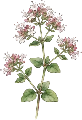 Oregano