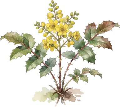 Oregon Grape