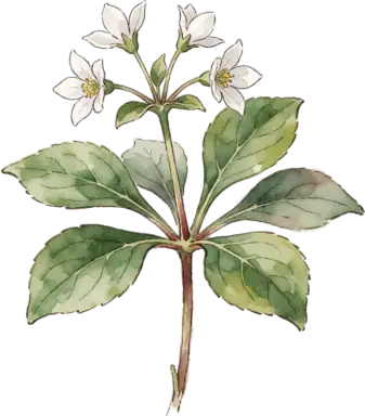 Pachysandra