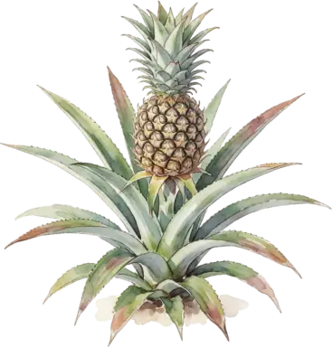 Pineapple