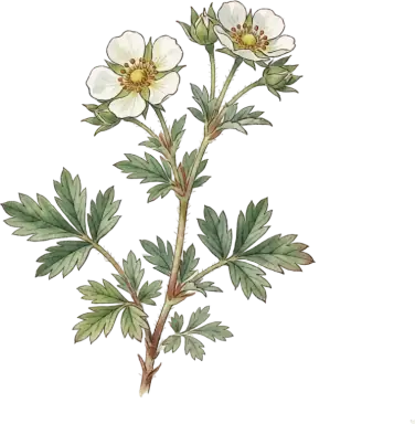 Potentilla (Shrubby Cinquefoil)