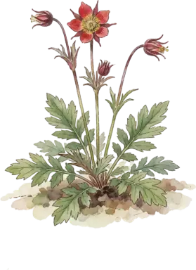 Prairie Smoke