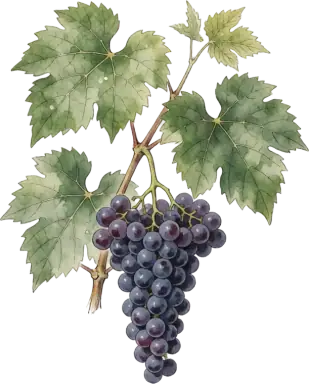 Grape