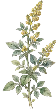 Quinoa