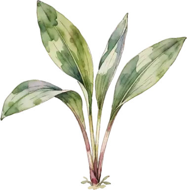 Ramps (Wild Leek)
