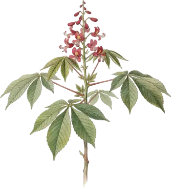 Red Buckeye