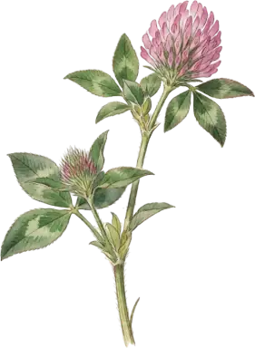 Red Clover
