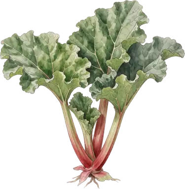 Rhubarb