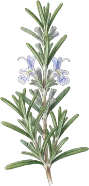 Rosemary