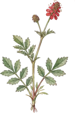 Salad Burnet