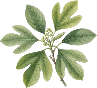 Sassafras