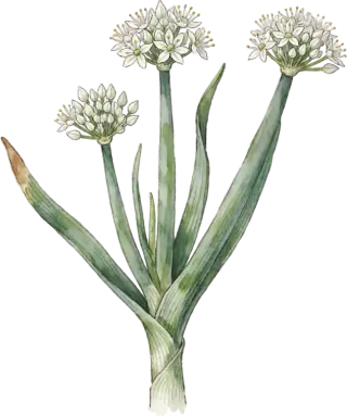 Scallion (Bunching Onion)