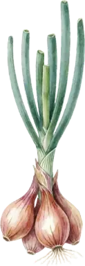 Shallot