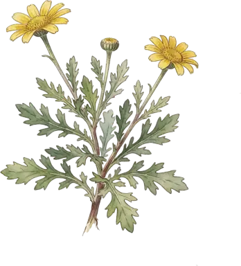 Shungiku (Garland Chrysanthemum)