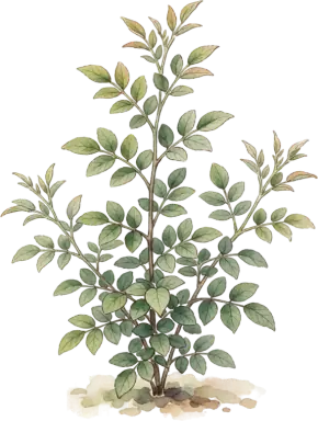 Siberian Pea Shrub