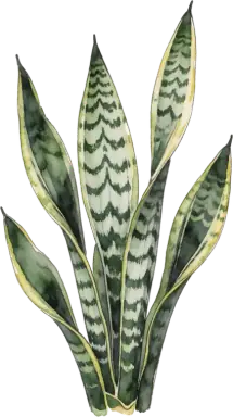 Snake Plant