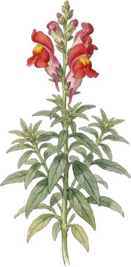 Snapdragon
