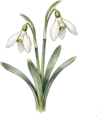 Snowdrop
