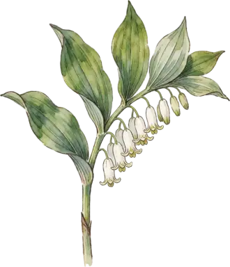 Solomon's Seal