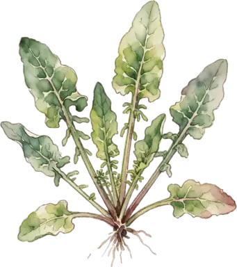 Sorrel