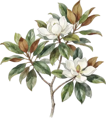 Southern Magnolia