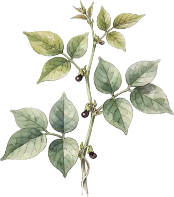 Southern Pea (Cowpea/Black-Eyed Pea)