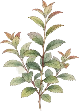 Spirea