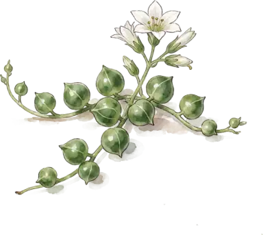 String of Pearls