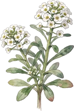 Sweet Alyssum