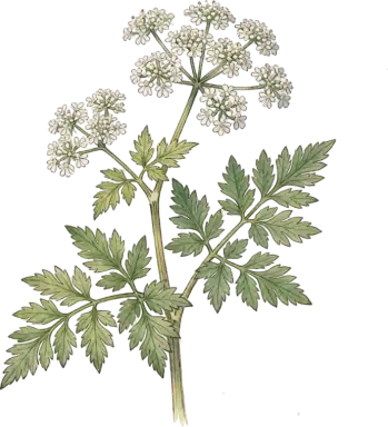 Sweet Cicely