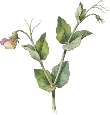 Sweet Pea