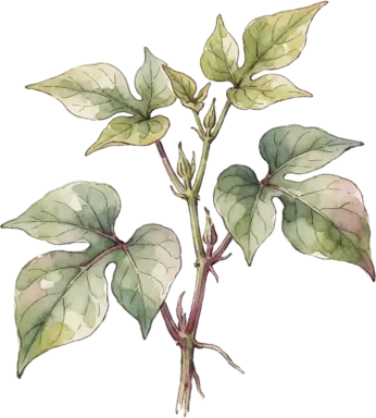 Sweet Potato