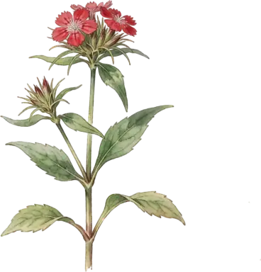 Sweet William