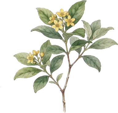 Sweetshrub (Carolina Allspice)