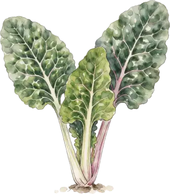 Swiss Chard