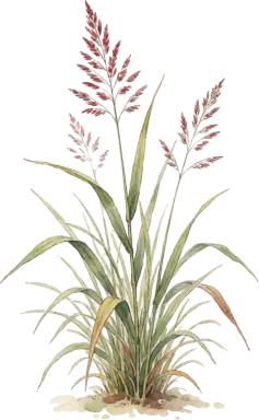 Switchgrass