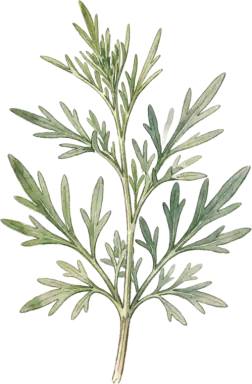 French Tarragon