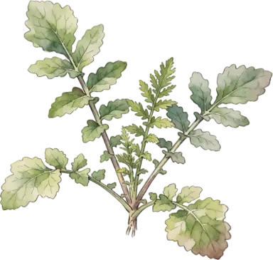 Tillage Radish (Daikon Cover Crop)