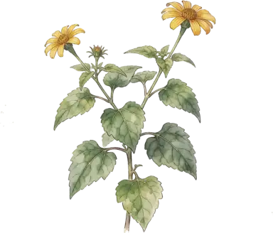 Mexican Sunflower (Tithonia)