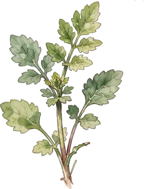 Upland Cress (Land Cress)