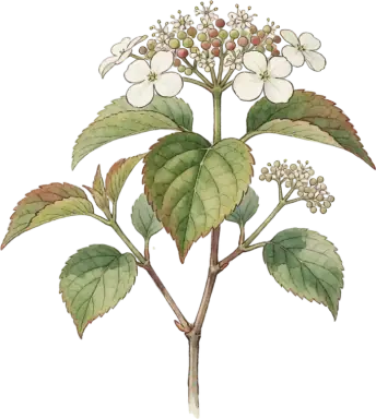 Arrowwood Viburnum