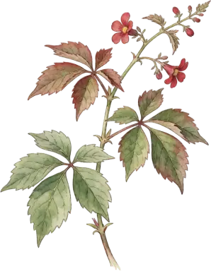 Virginia Creeper