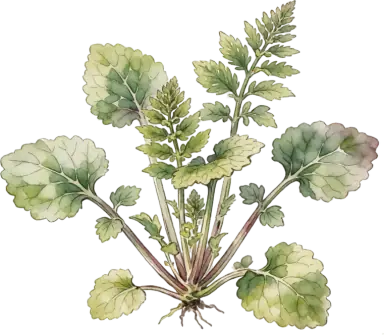 Wasabi