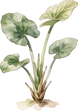 Water Chestnut (Chinese)