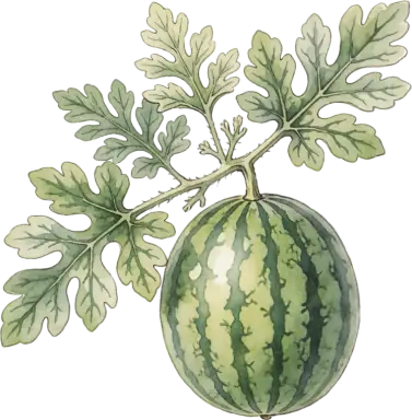 Watermelon