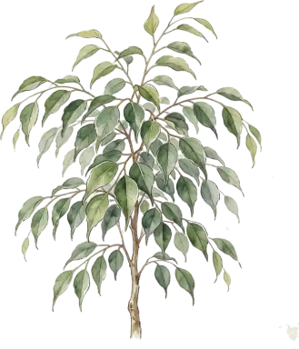 Weeping Fig