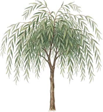 Weeping Willow