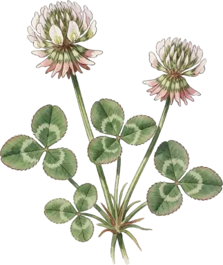 White Clover