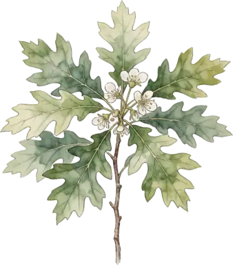 Oak